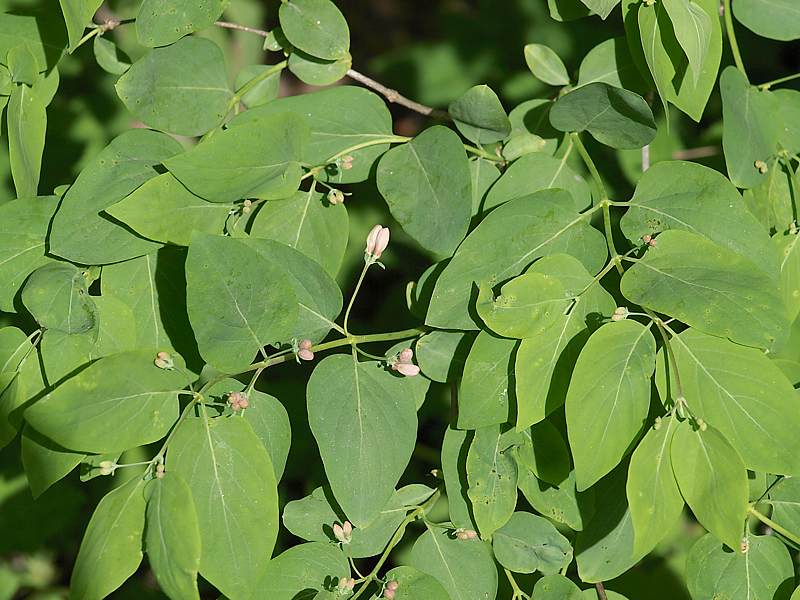 Image of Lonicera tatarica specimen.