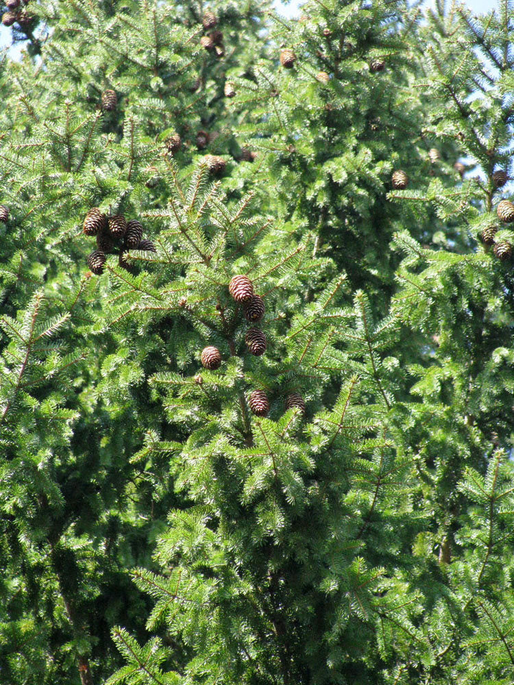 Image of Picea &times; fennica specimen.