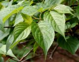 Stachyurus praecox