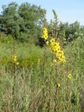 Verbascum blattaria