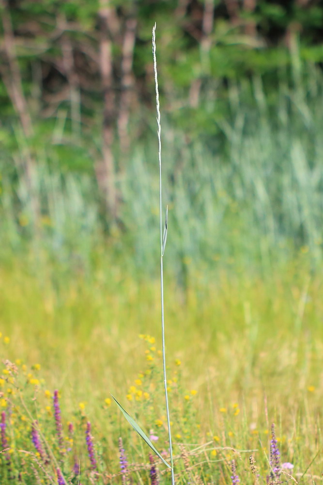 Image of Elytrigia intermedia specimen.