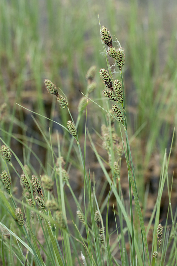 Изображение особи Carex buxbaumii.