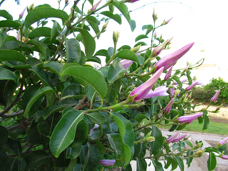 Image of Cryptostegia madagascariensis specimen.