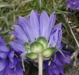 Edraianthus graminifolius