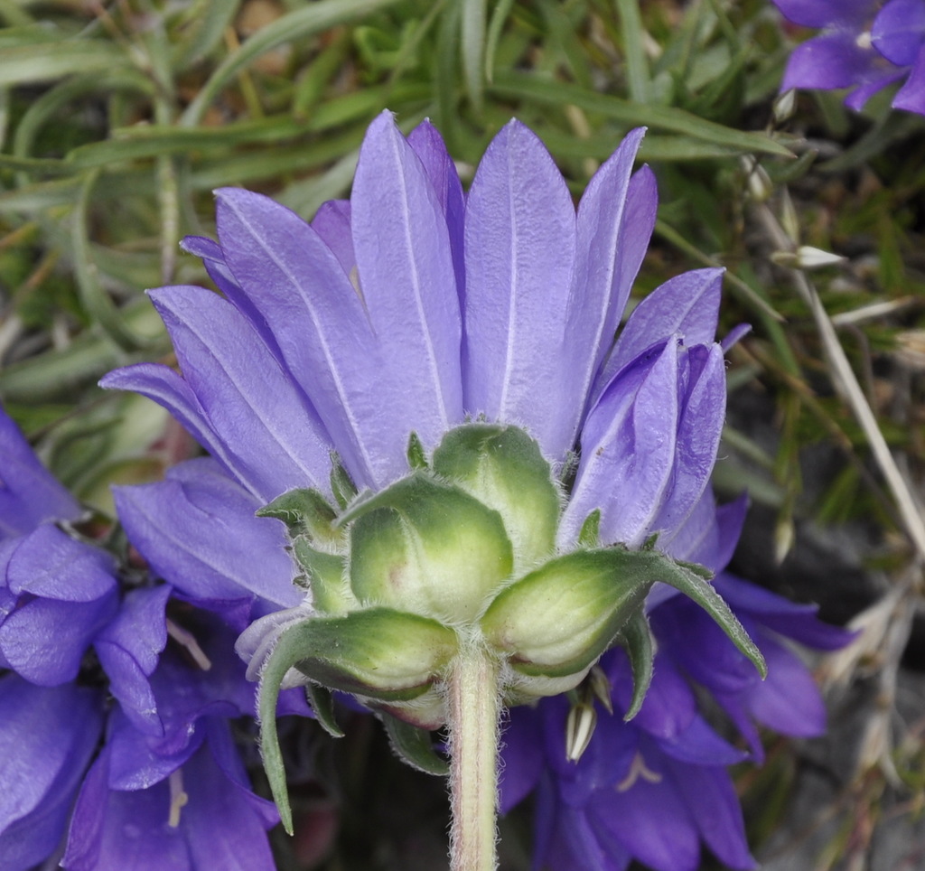 Изображение особи Edraianthus graminifolius.