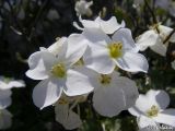Arabis caucasica