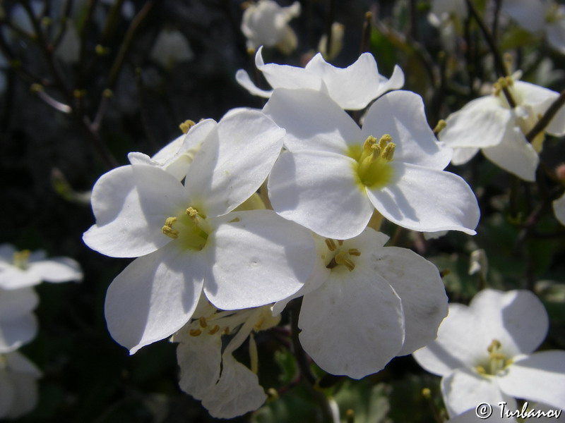 Изображение особи Arabis caucasica.