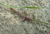 Agrostis stolonifera. Часть укоренившегося ползучего побега. Чувашия, окр. г. Шумерля, пойма р. Сура, берег пляжа. 12 июля 2013 г.