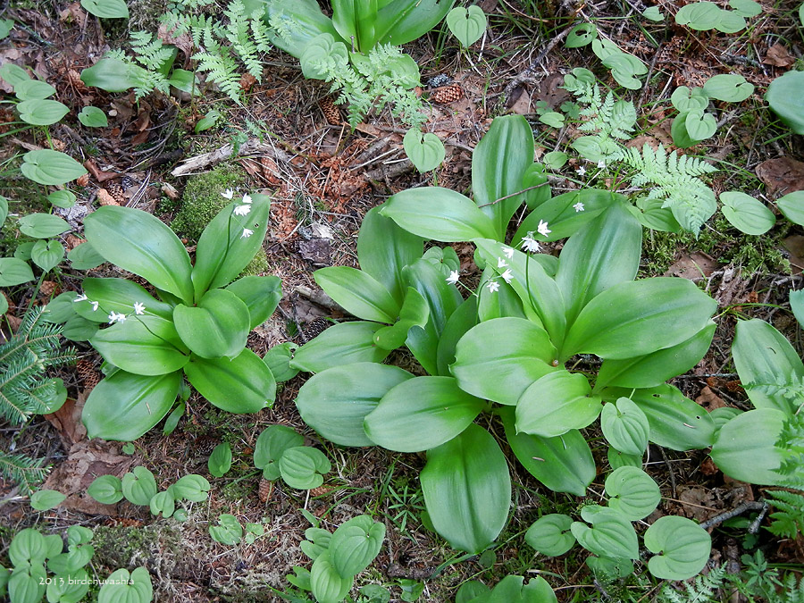 Image of Clintonia udensis specimen.