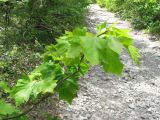 Sorbus torminalis. Ветвь. Краснодарский край, м/о Анапа, окр. с. Сукко, можжевеловое редколесье близ оз. Сукко. 04.08.2013.