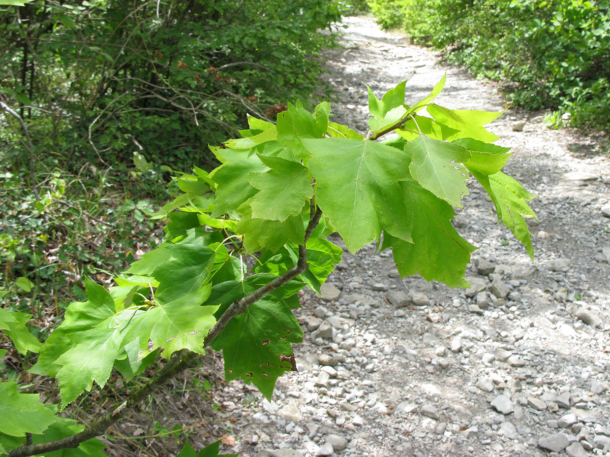 Image of Sorbus torminalis specimen.