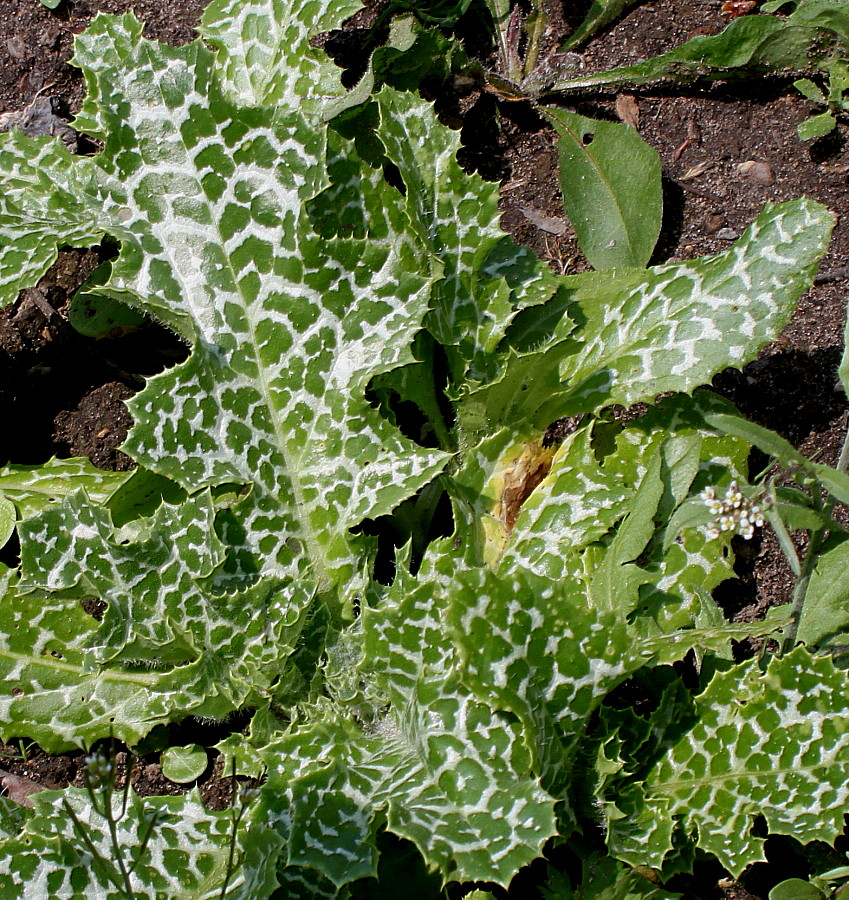 Изображение особи Silybum marianum.