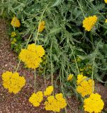 Achillea filipendulina