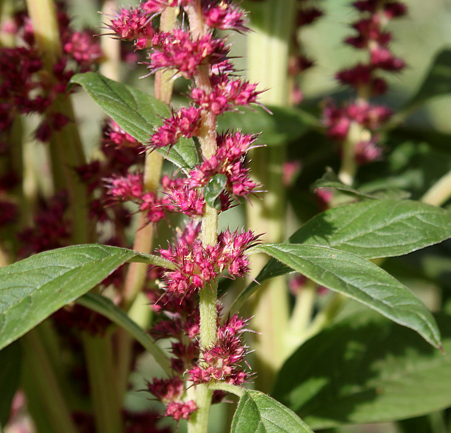 Изображение особи Amaranthus cruentus.