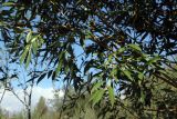 Salix excelsa