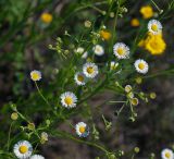 Erigeron annuus. Верхушка растения с соцветиями. Владимирская обл., лесничество \"Красный Маяк\", окр. дер. Митино. 24.06.2013.