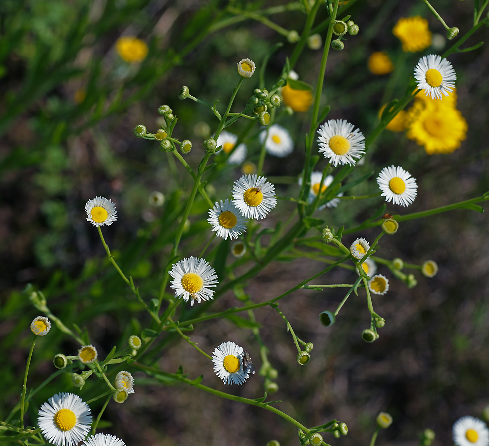Image of Erigeron annuus specimen.