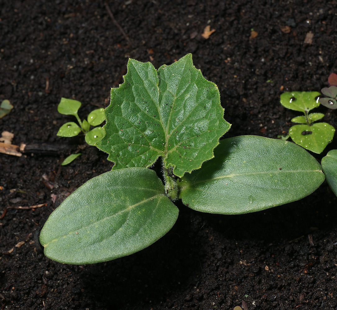 Изображение особи Cucumis sativus.