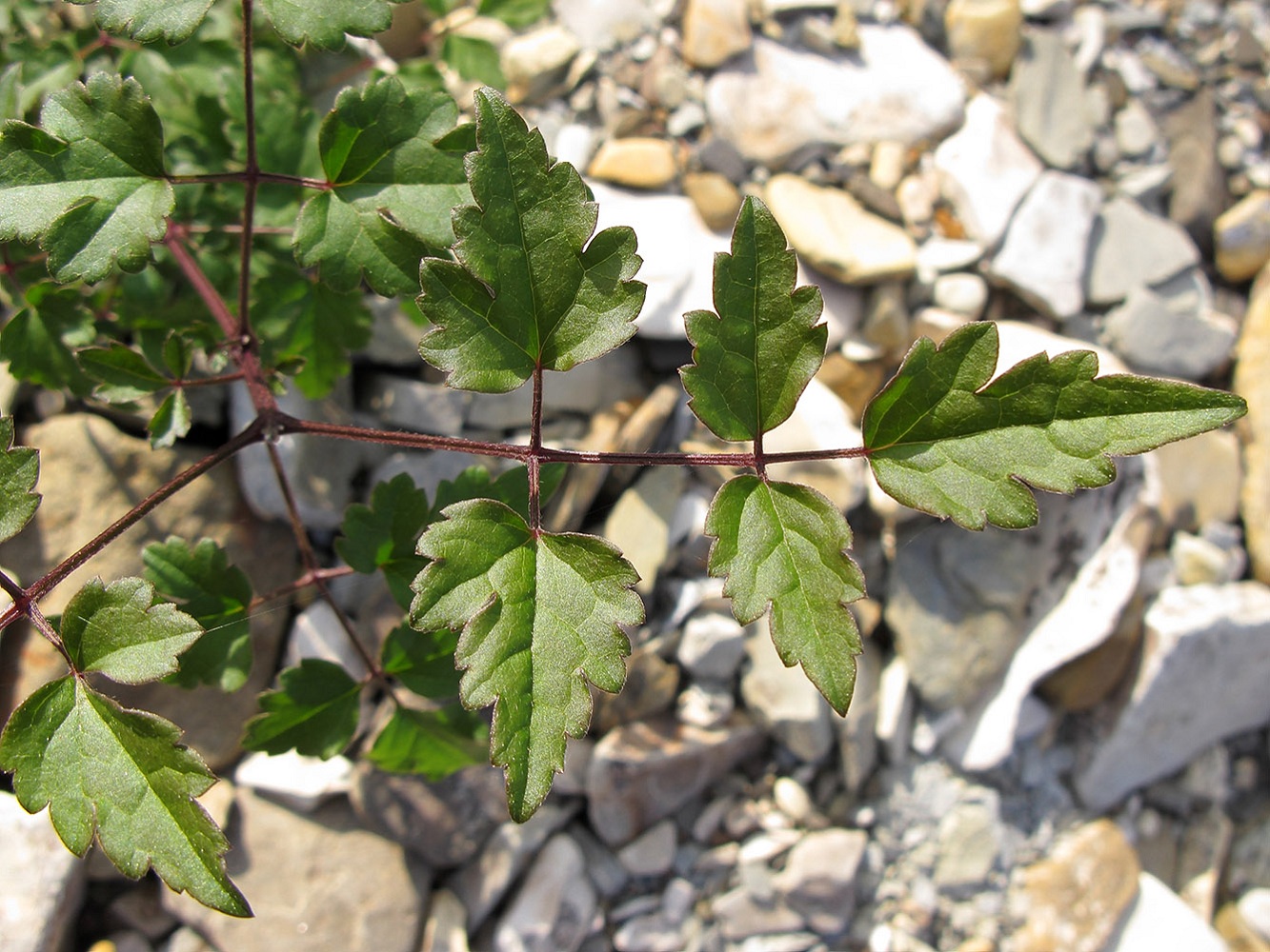 Image of Clematis vitalba specimen.