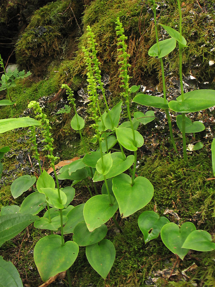 Image of Gennaria diphylla specimen.