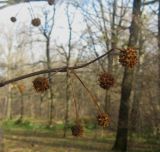 Cephalanthus occidentalis