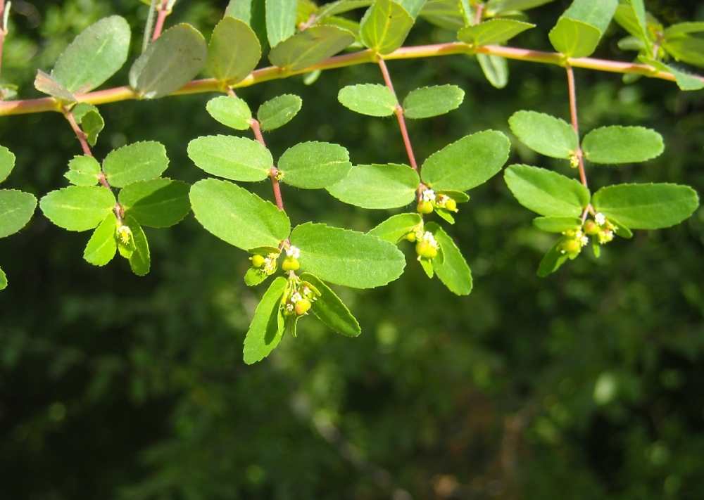 Изображение особи Euphorbia nutans.