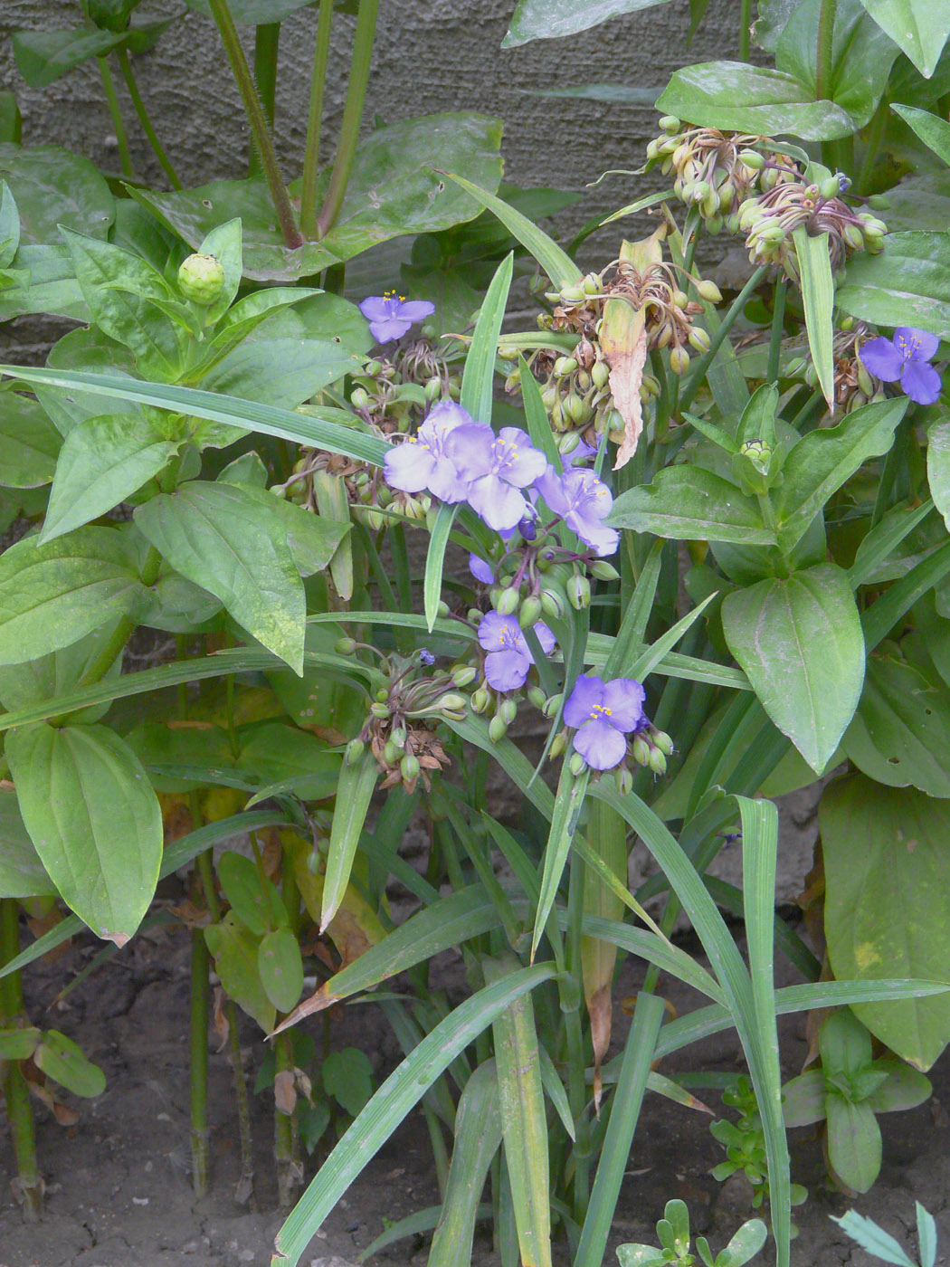 Изображение особи Tradescantia virginiana.