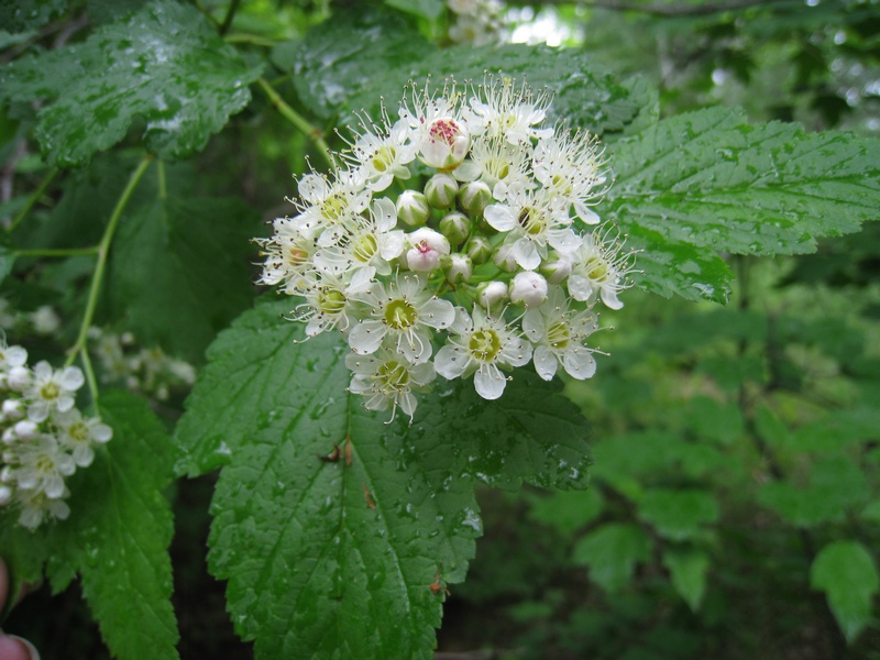 Image of Physocarpus opulifolius specimen.