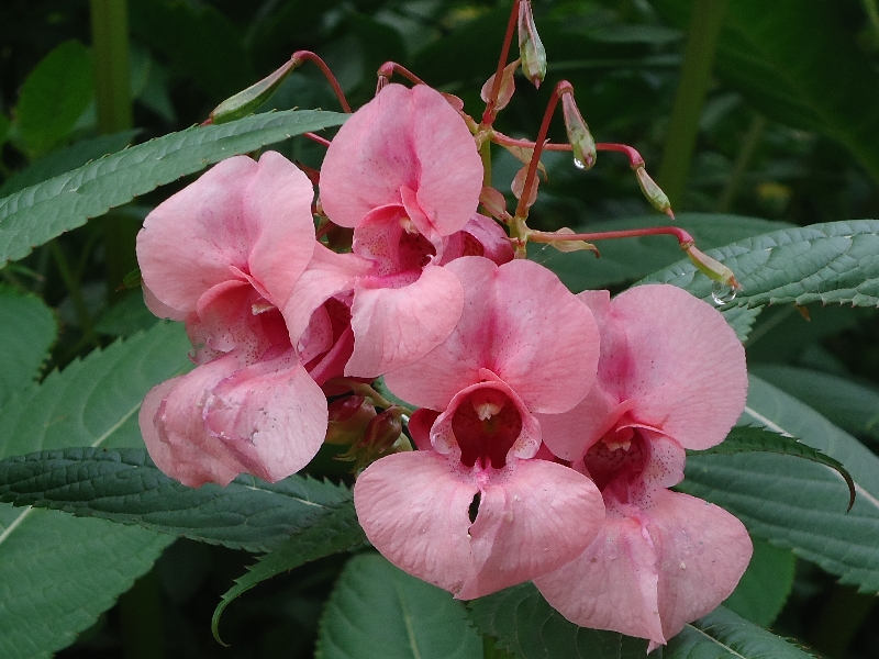 Image of Impatiens glandulifera specimen.