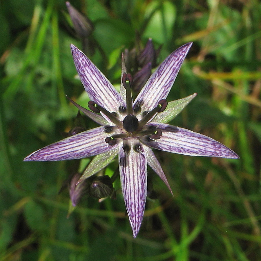 Image of Swertia perennis specimen.