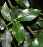 Ilex aquifolium