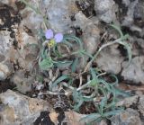 Commelina albescens