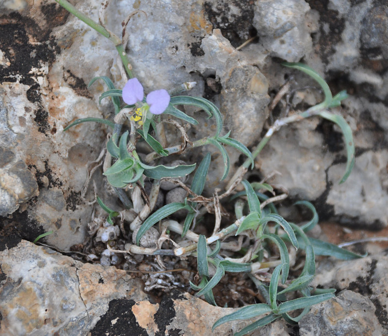 Image of Commelina albescens specimen.