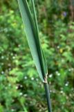 Phleum pratense. Часть побега с основанием листа. Свердловская обл., окр. г. Североуральск, район скал Грюнвальдта, поляна. 14.07.2013.