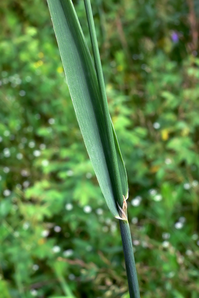 Изображение особи Phleum pratense.