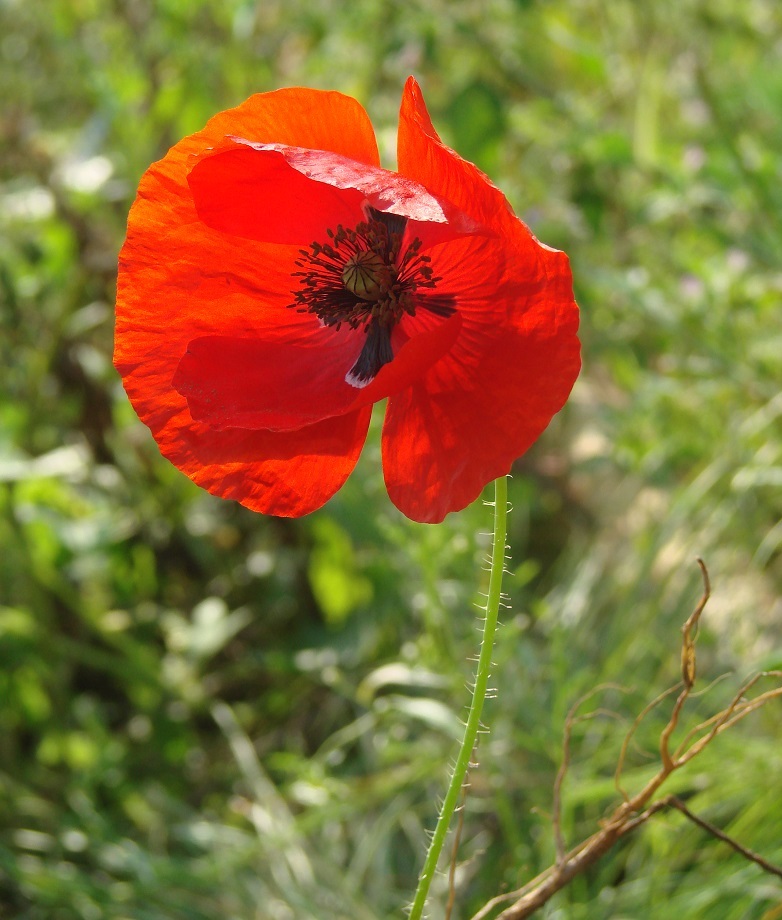 Изображение особи Papaver rhoeas.