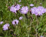 Lactuca tatarica