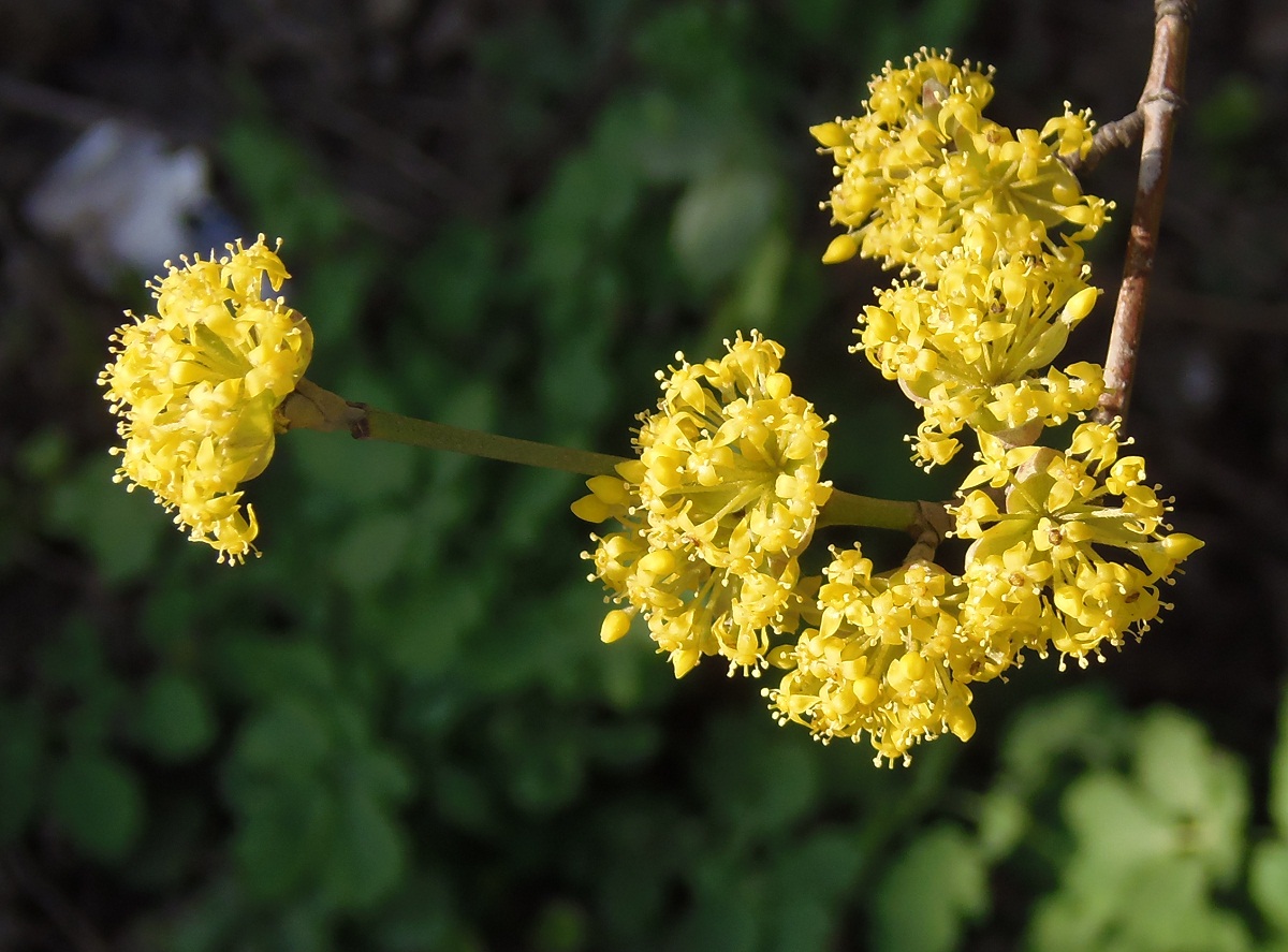 Изображение особи Cornus mas.