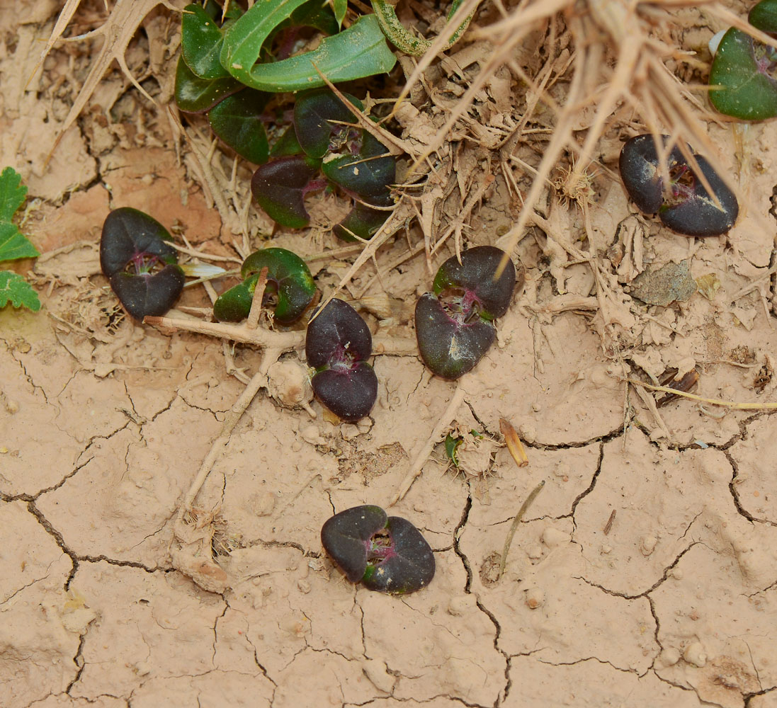 Изображение особи Blepharis attenuata.