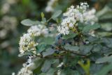 Viburnum tinus