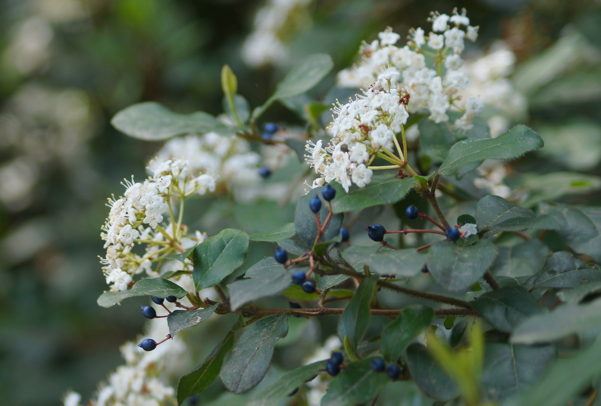 Изображение особи Viburnum tinus.