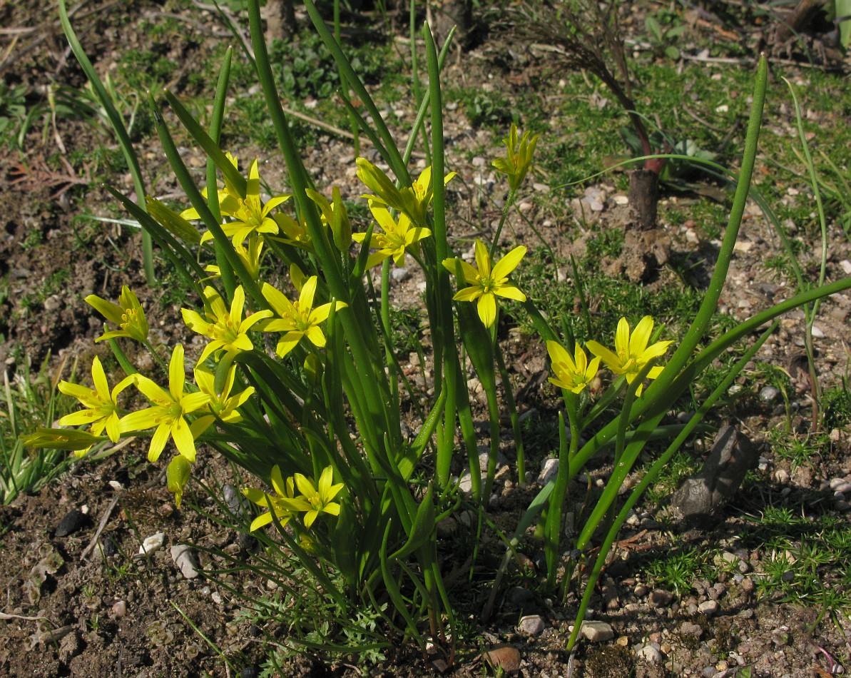 Изображение особи Gagea liotardii.