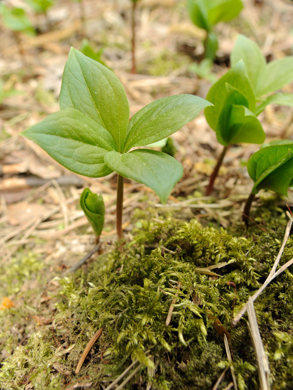 Изображение особи Paris quadrifolia.
