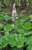 Petasites hybridus. Плодоносящее растение. Краснодарский край, пос. Мезмай. 01.05.2014.