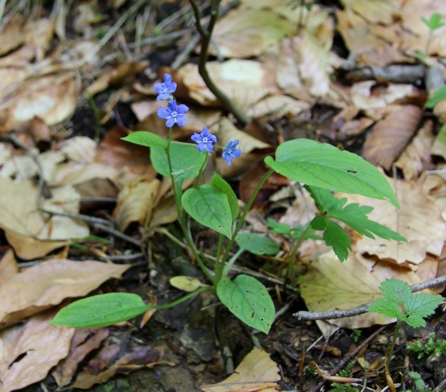Image of Omphalodes verna specimen.