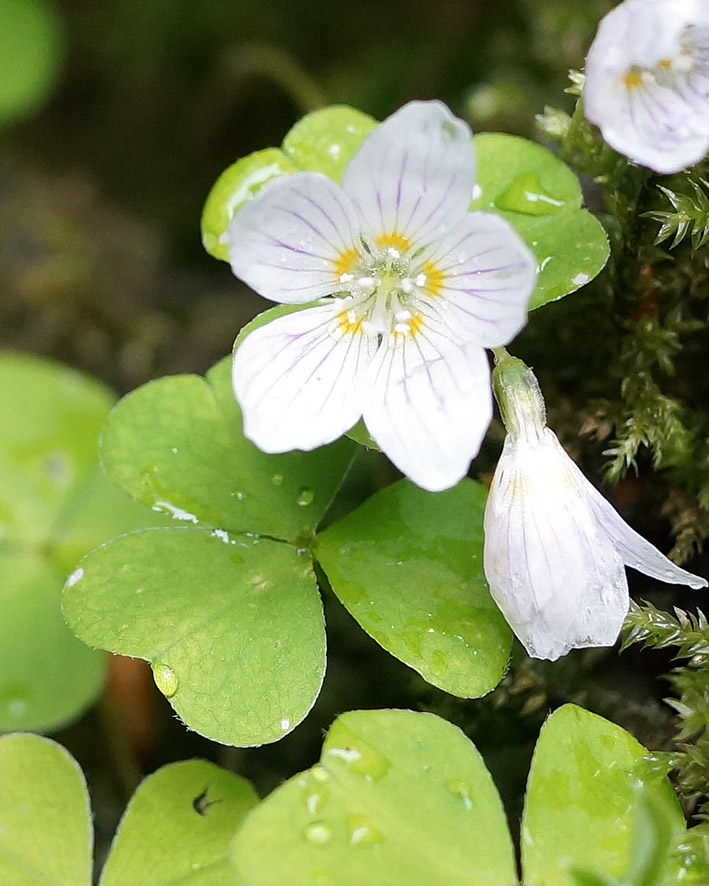 Изображение особи Oxalis acetosella.