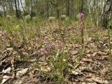 Polygala comosa