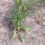 Reseda globulosa