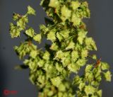 Rumex stenophyllus