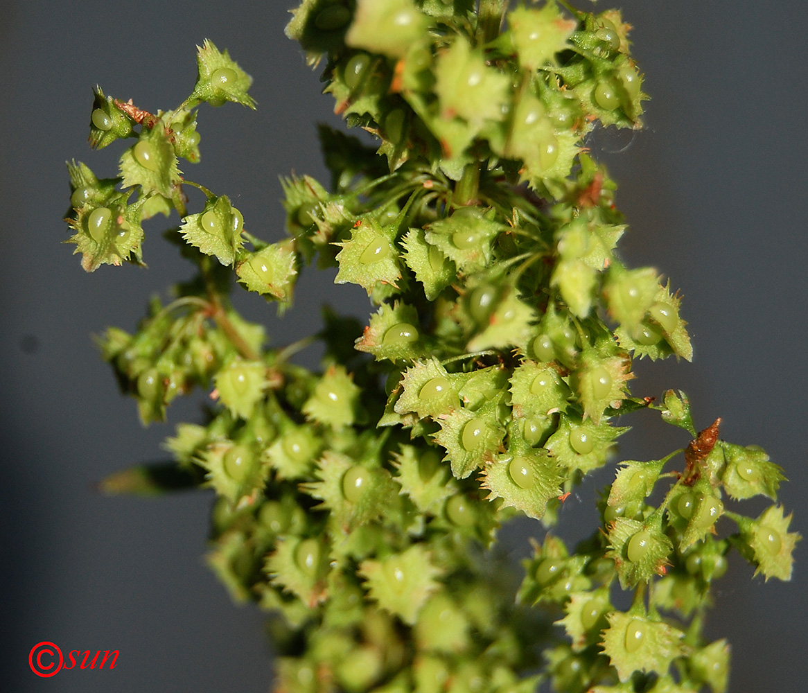 Изображение особи Rumex stenophyllus.